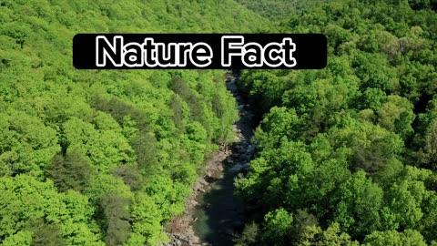 Nature Fact