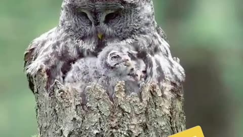 Chap derive from zohones used in solution he is a big bird