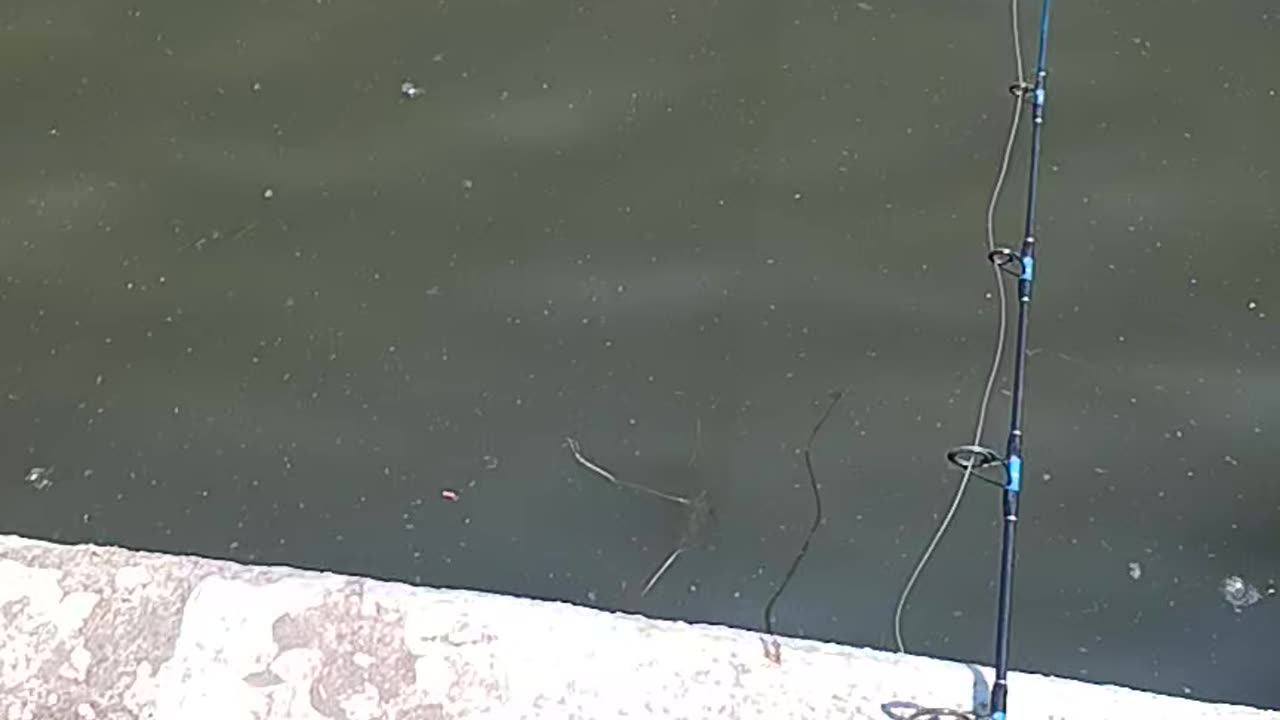 Largemouth bass