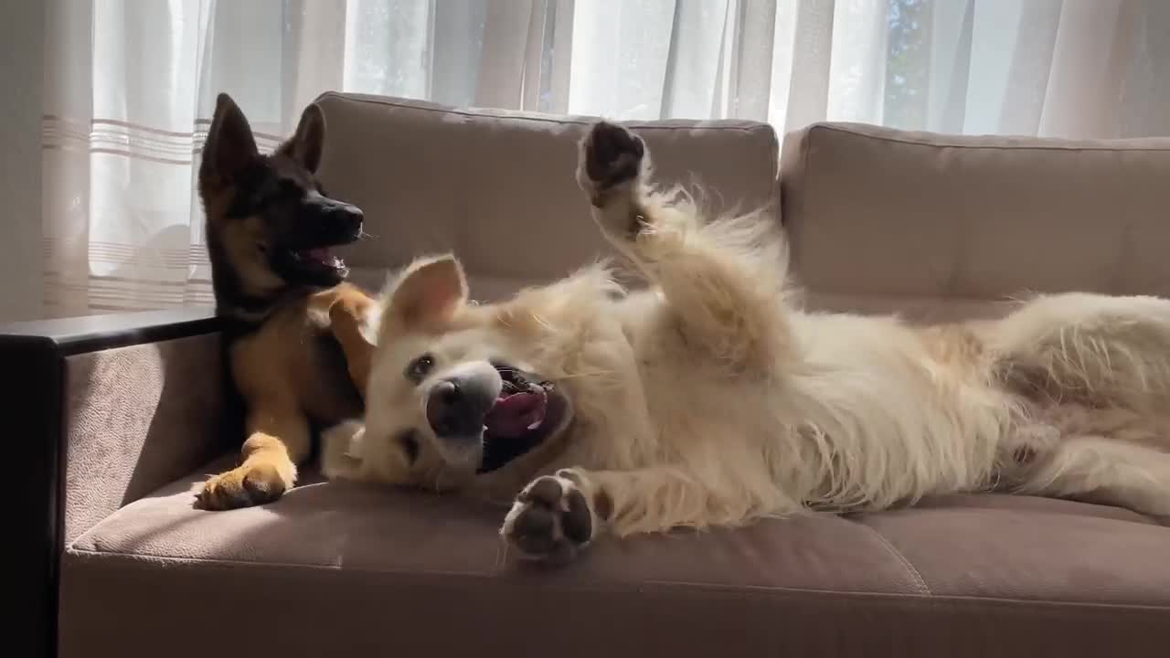 How the Golden Retriever and the German Shepherd Became Best Friends [Compilation]