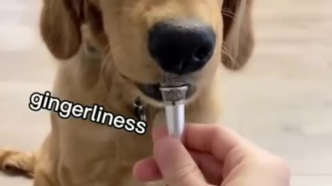 [Must watch] very cute pets video