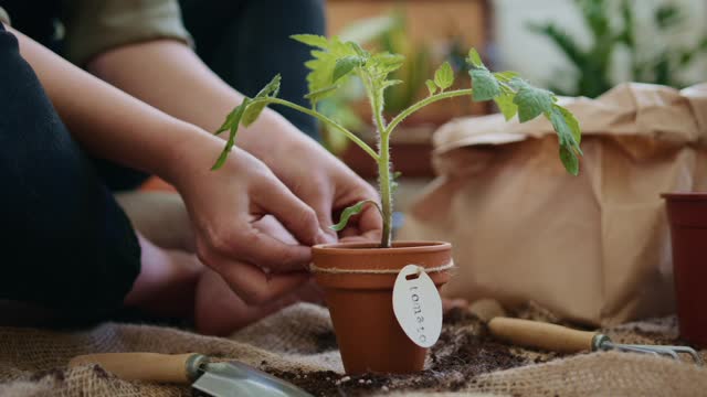 Watch my story with my baby plant !