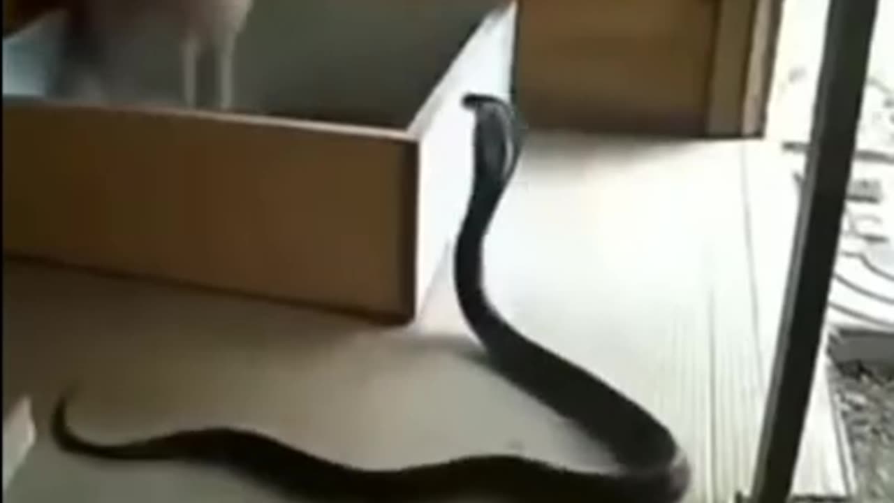 mom cat protecting her kittens from Cobra 🐍🐍