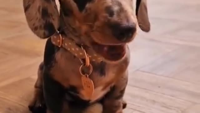 funny videos
