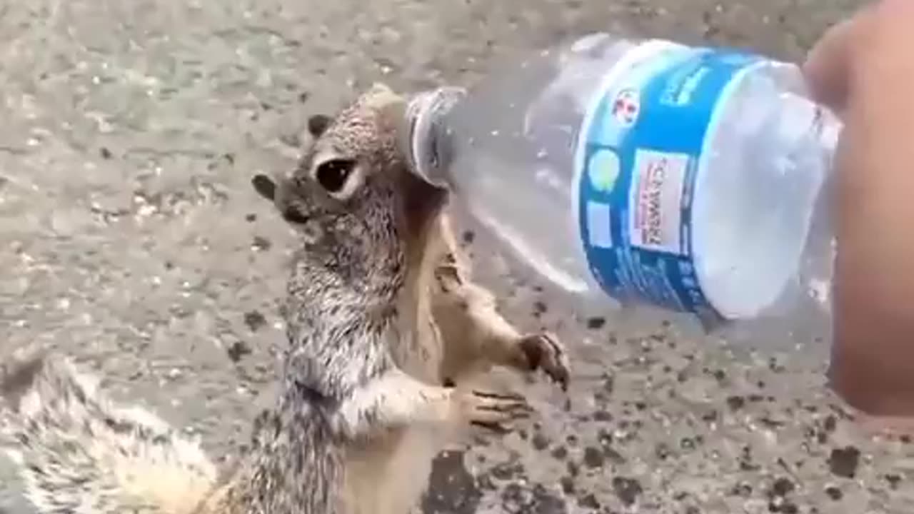 Thirsty Squirrel