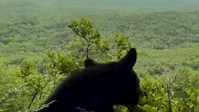 Много нас таких любителей зелень пожевать, или ягодки с куста...😄