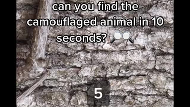 I thought the frog was a snake-