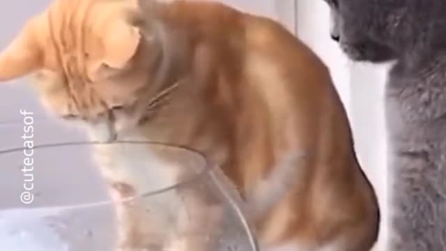 very funny cats