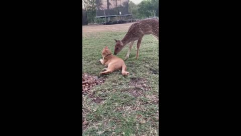 Curious fawn inspects friendly kitty