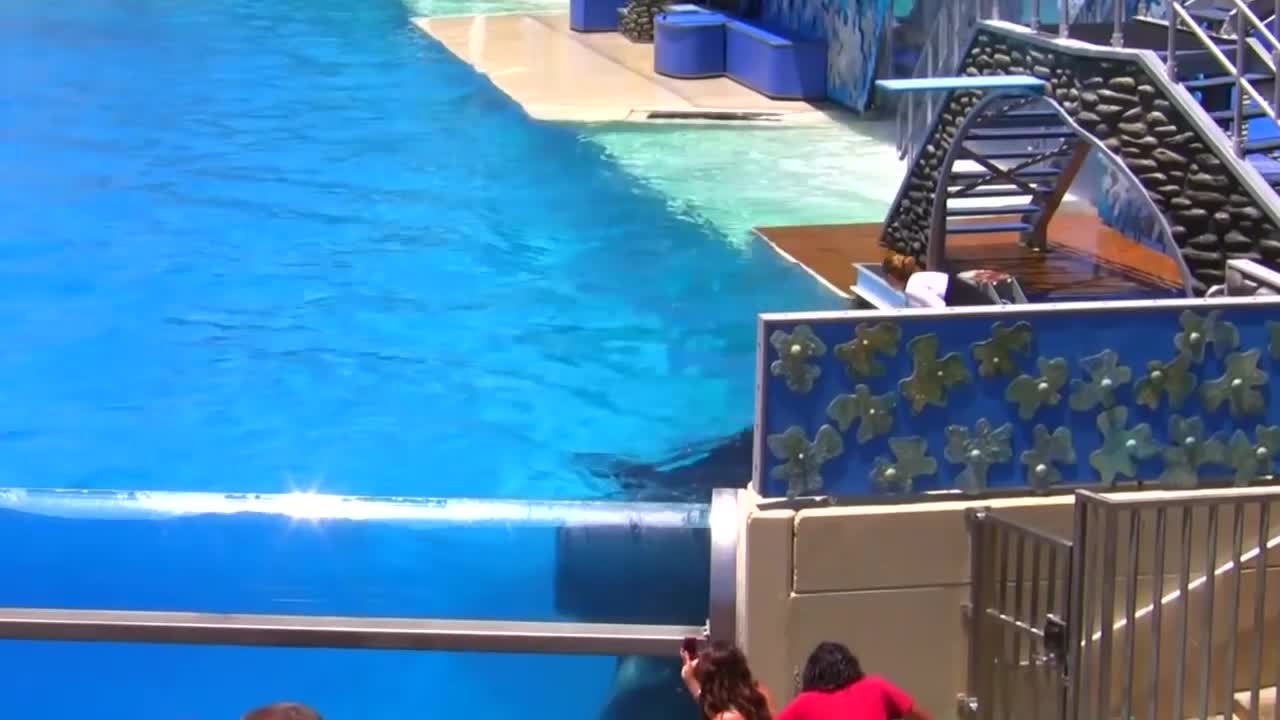 Seaworld SHAMU Killer Whale Show