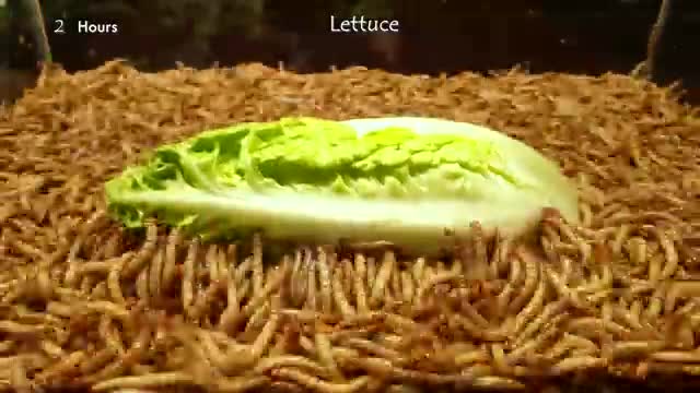 Mealworms eating gple, peppers and lettuce - 10.000 worms!_Cut