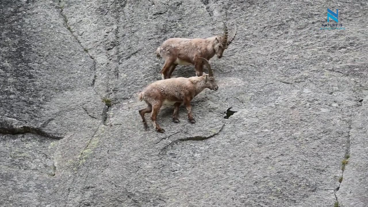 Mountain Climbing Goats | ibex cliff climing | Nature is Everything