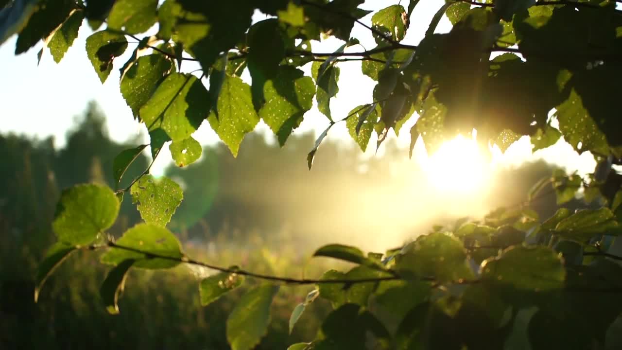 Sun's rays in the mist at sunrise 3