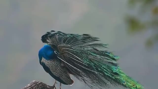 Blue peacock