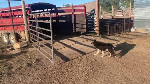 Doogie and the trailer