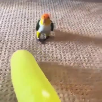 Bird world funny video 13