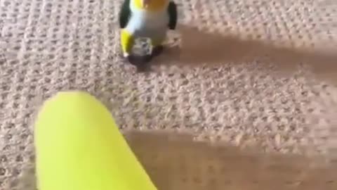 Bird world funny video 13