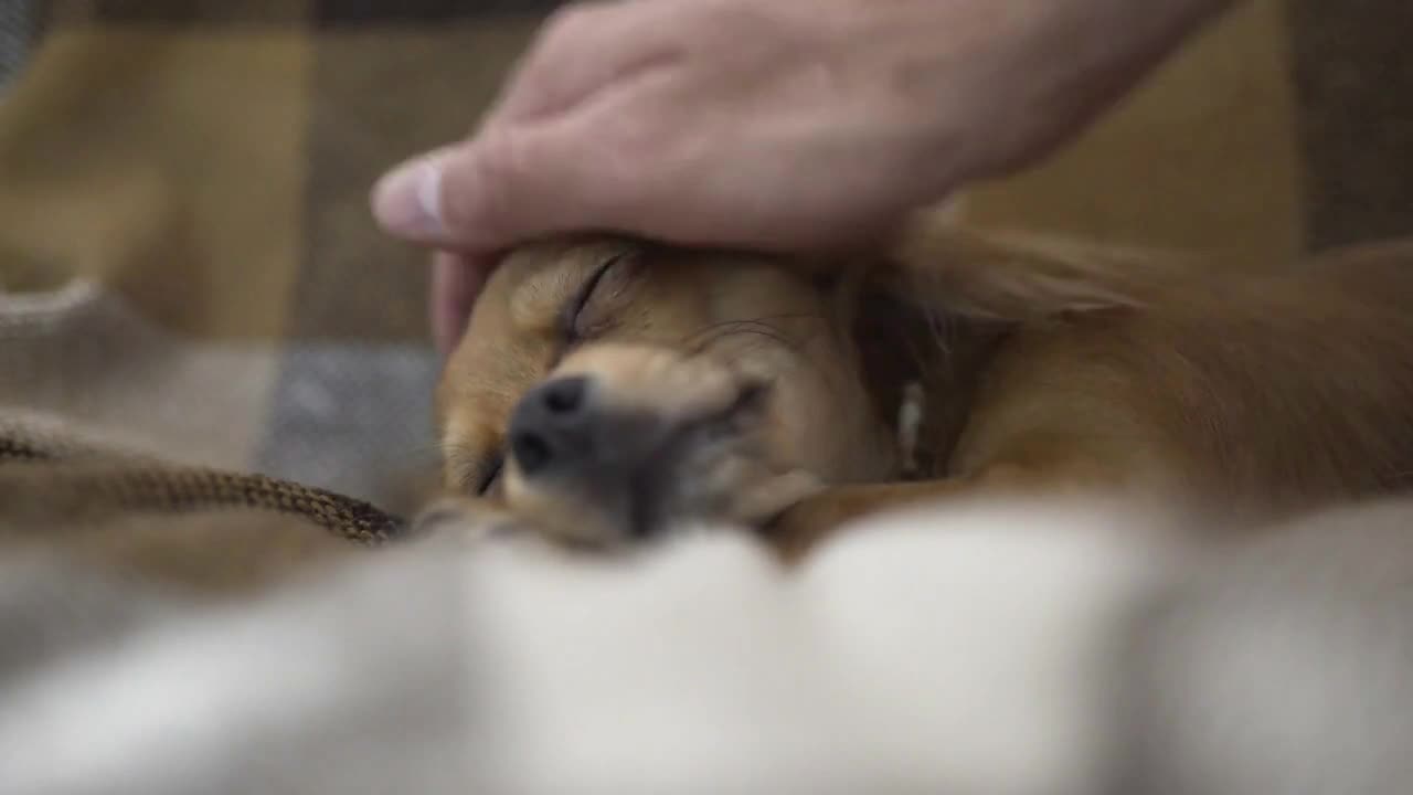 adorable funny dog chihuaha sleeps on plaid, a person's hand strokes a sleepy pet