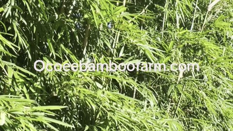 What Plants Are Best For Privacy in Florida - I Need My Neighbors To Disapear Fast