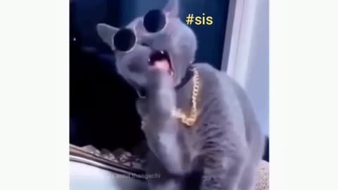 Funny cat