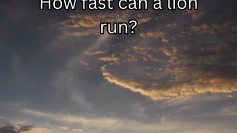 Lion fact 8 - How fast can a lion run?