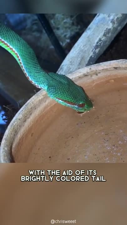 Green Pit Viper 🐍 One Of The Most Beautiful Snakes In The World #shorts #pitviper #snake