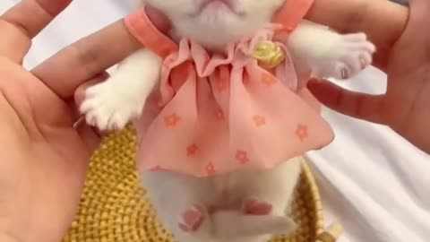 #Funny cat 😺 funny moments this video so funny