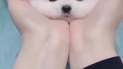 Cute Puppy 🐶 cat Smile pet #pet #puppy #animal @Mrbadshah