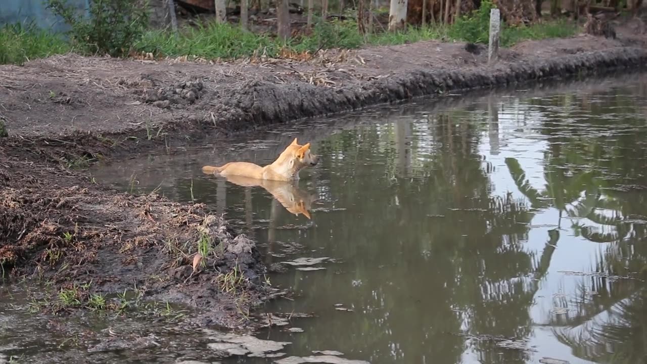 Dog Cooling Off On Hot Day