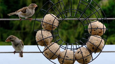 Smart Birds: Clever Feathers Enjoying Their Meal!