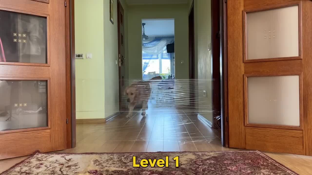 My Dogs React to the Invisible Wall Challenge!