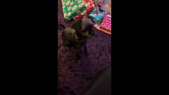 Cute dog thinks the Yo-Yo is her new toy!