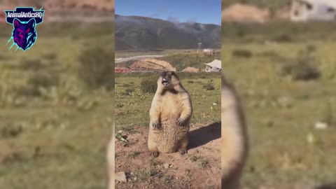 Animal Antics: The Comedy Series #6 #AnimalAnticsHQ