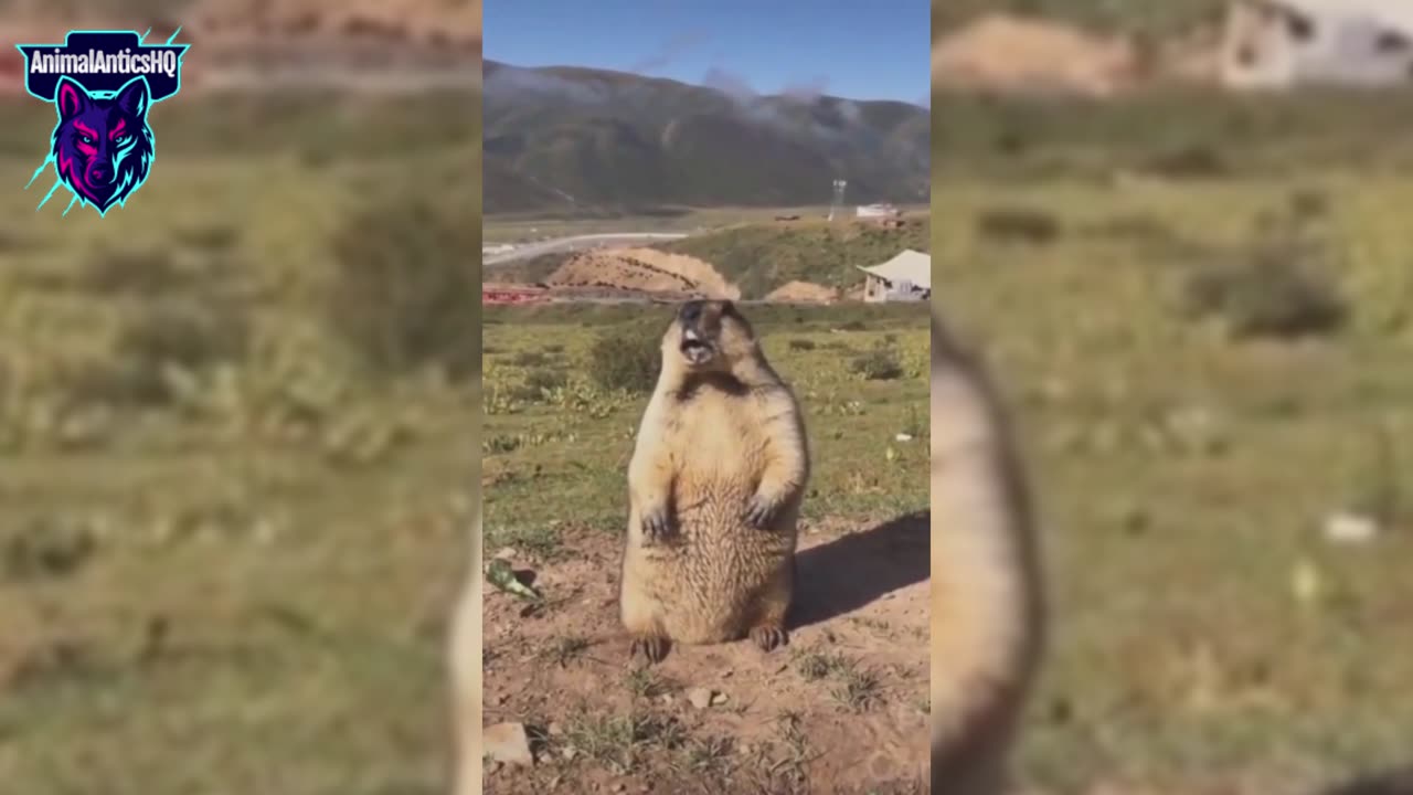 Animal Antics: The Comedy Series #6 #AnimalAnticsHQ