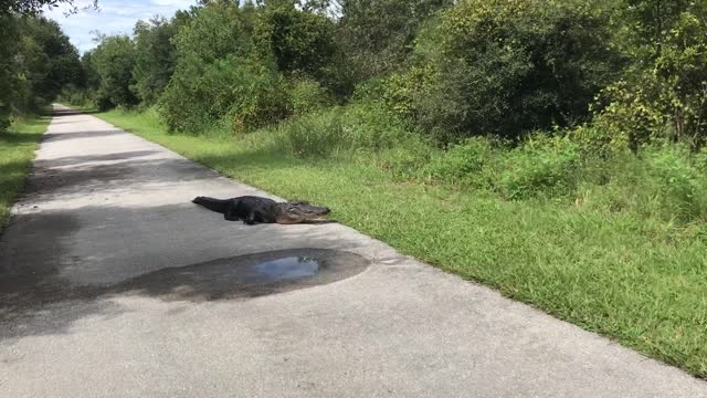 Meeting a Nearly 10' Alligator on Bike Trail