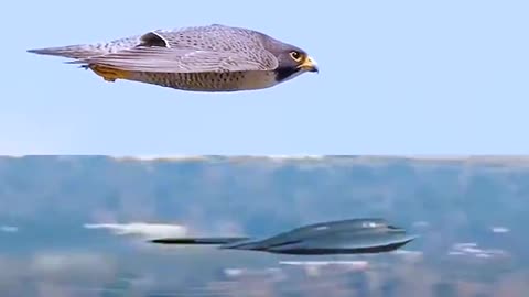 World's Fastest Animal