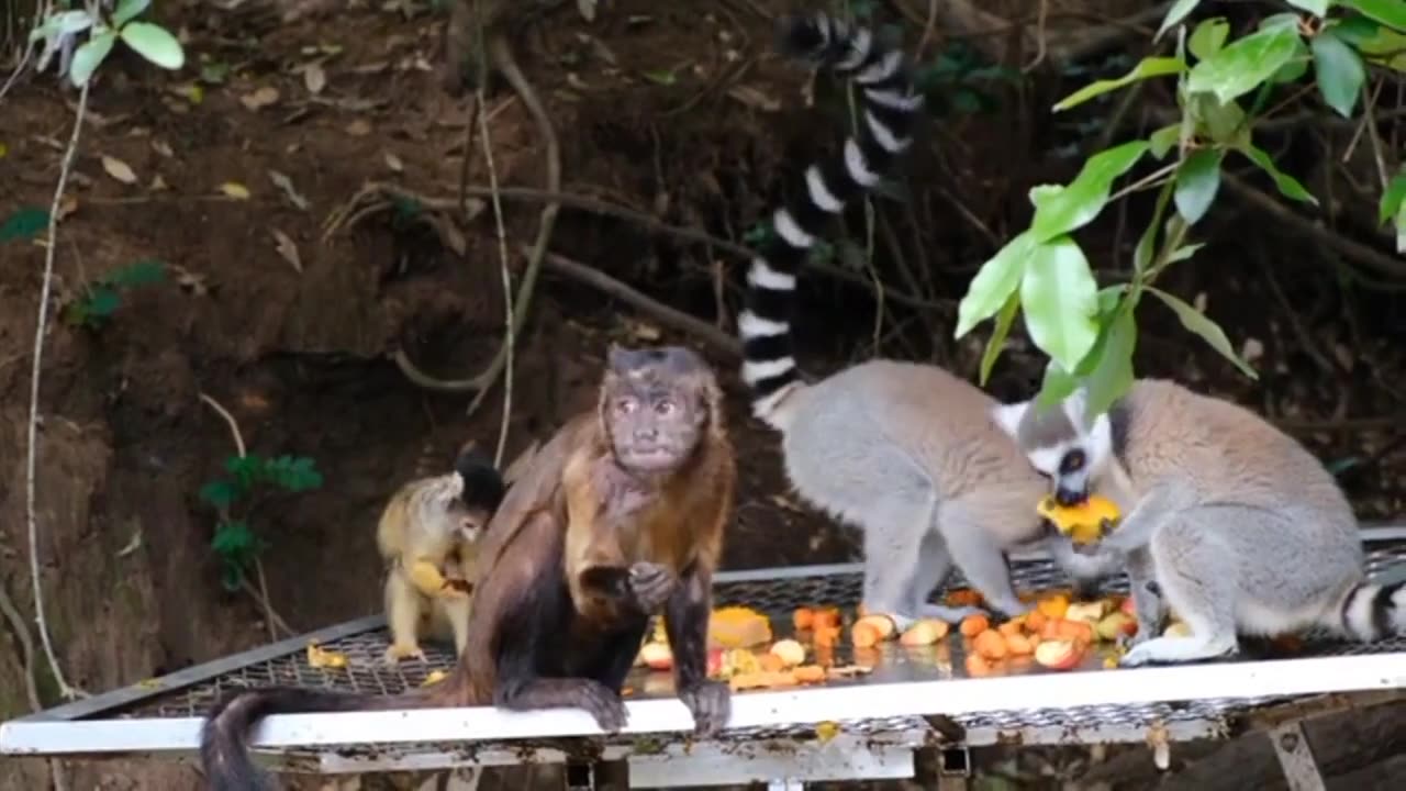 Monkey meeting...#Video