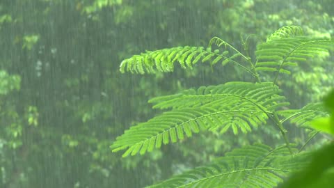 Relaxing Rain With Music & Raindrops