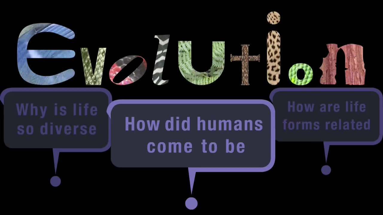 Evolution [ MIRROR ]