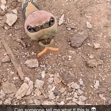 Nobody has figured out its name yet.