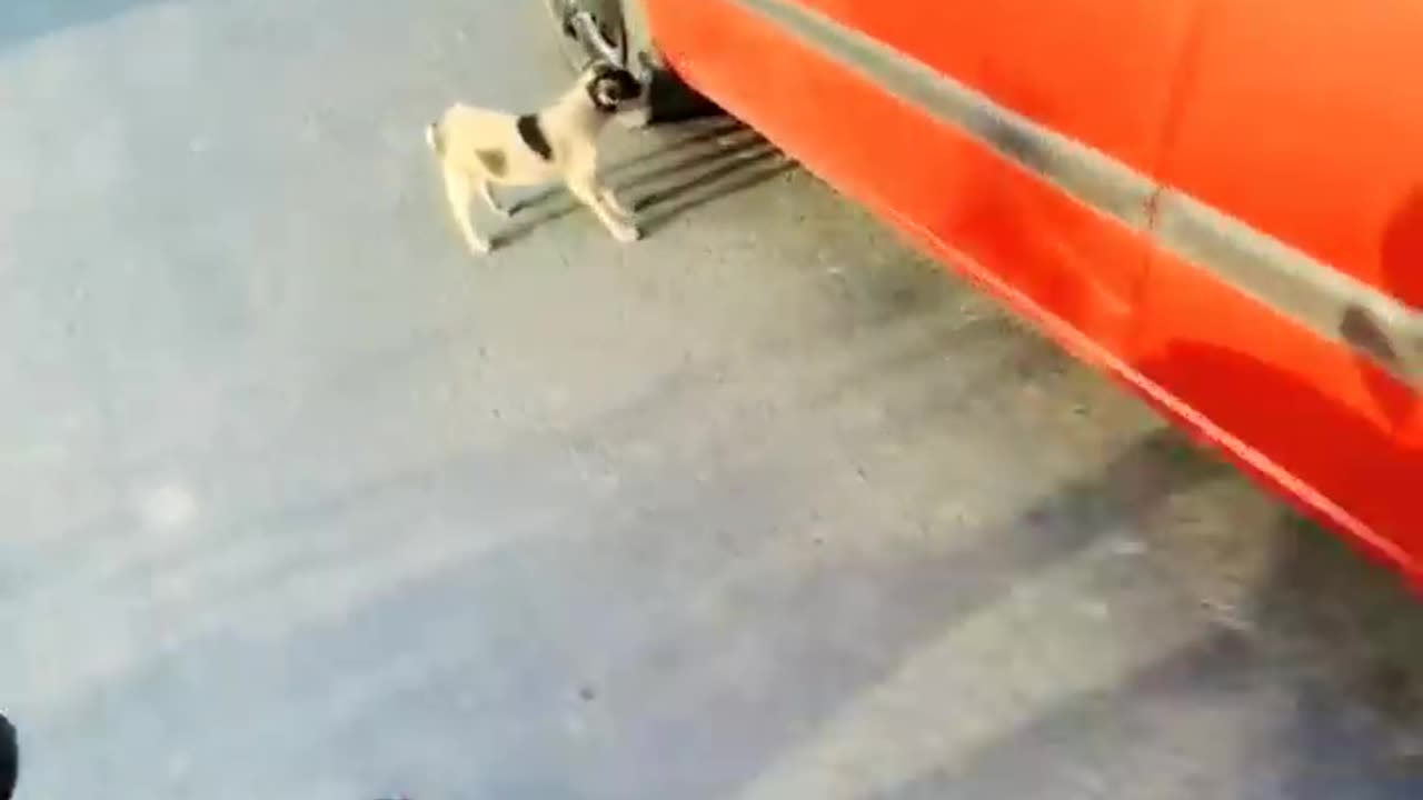 Saved a puppy's life #doglover