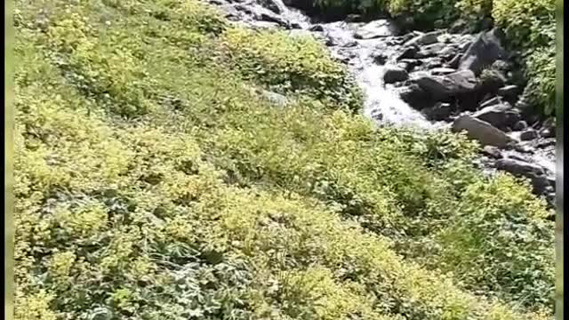 Dereden akan suyun şırıltısı