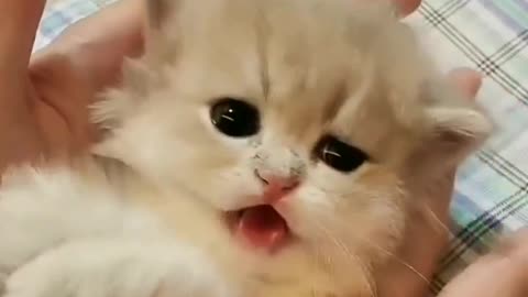 How could a kitten make such a noise!