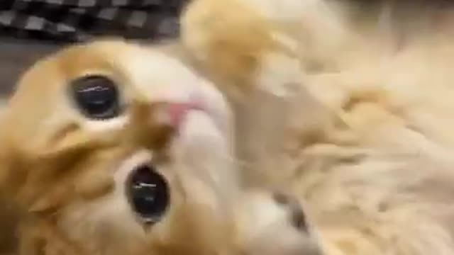 Listen to this cat literally say "hello" over and over again