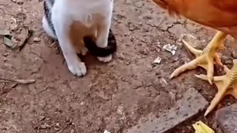 Funny pranks of animals 😂🤣