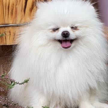 very very cute dog of the world💕😘