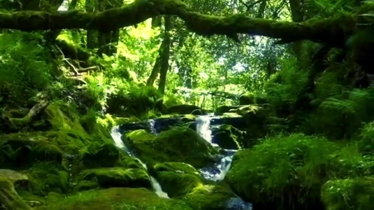 4K Forest With Relaxing Water Sounds // 4k Forest With Relaxing Music