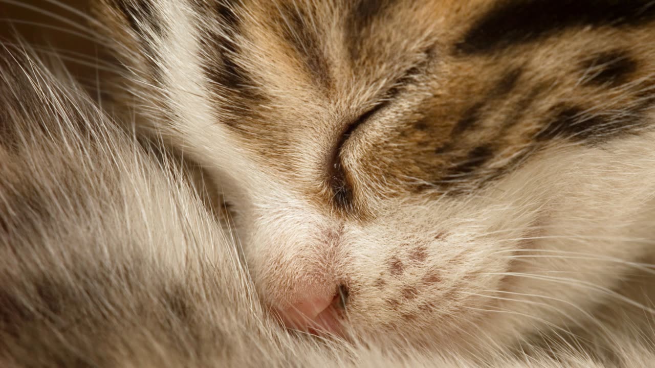 5 Mind-Blowing Facts About Kittens