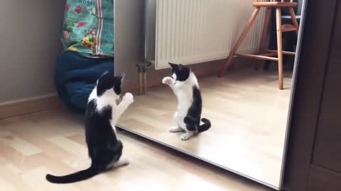 Funny cat how dancing