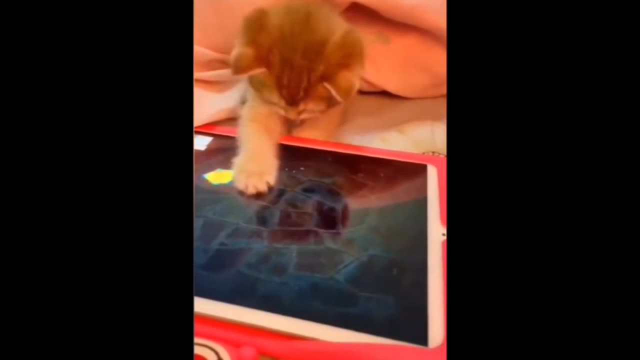 Funny Cats Movement 🐈.9